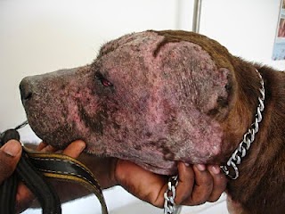 dermatofitose canina